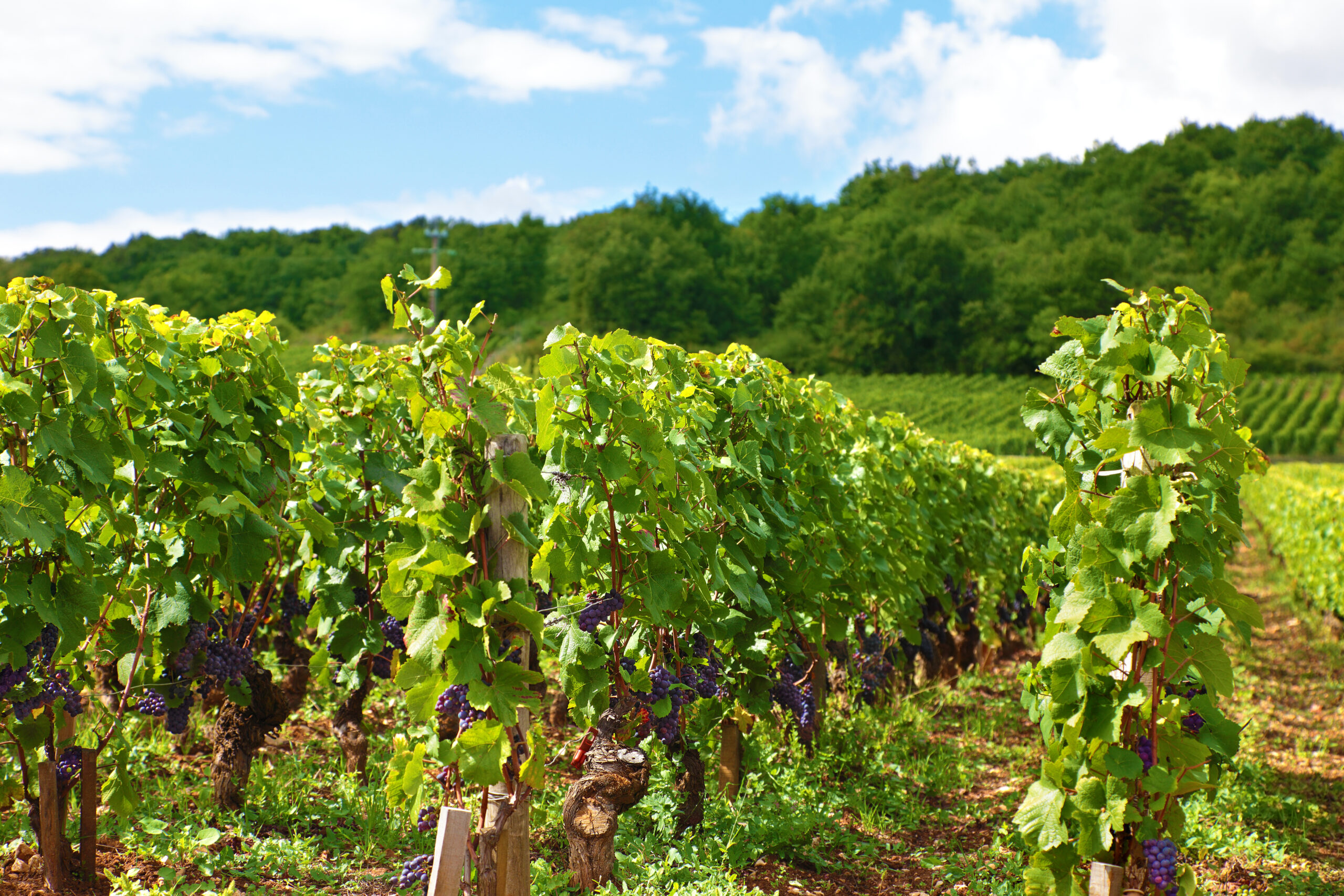  Saisonnier en viticulture / arboriculture
