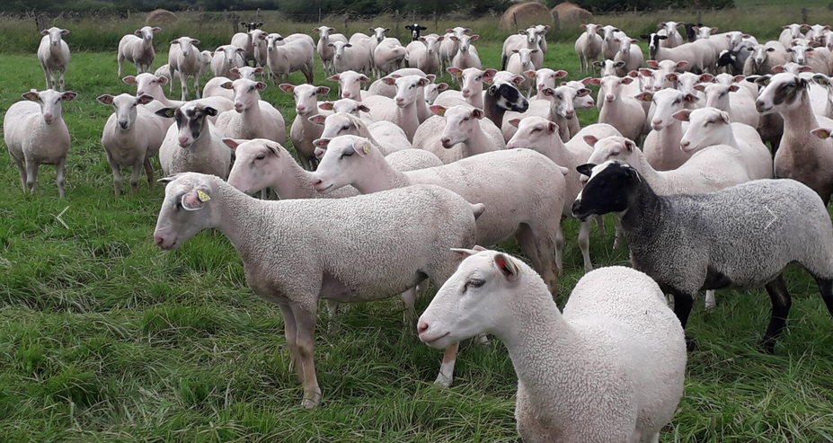  Certificat de Spécialisation OVIN (en alternance)